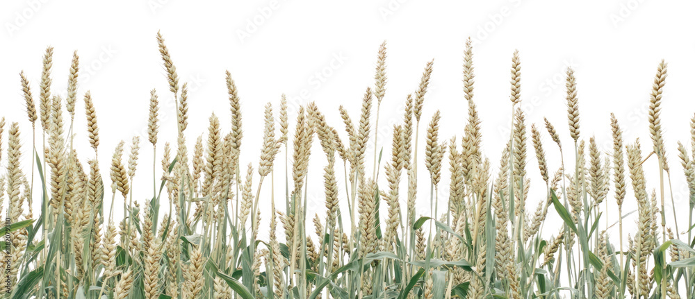 Fototapeta premium PNG Wheat landscape wheat nature field.