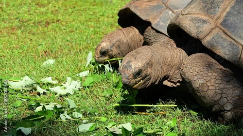 The Aldabra giant tortoise (Aldabrachelys gigantea) on Curieuse island (the site of a successful wild tortoise conservation program) of Praslin island in the Seychelles