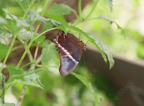 Schokoladenfalter - Rusty-tipped page