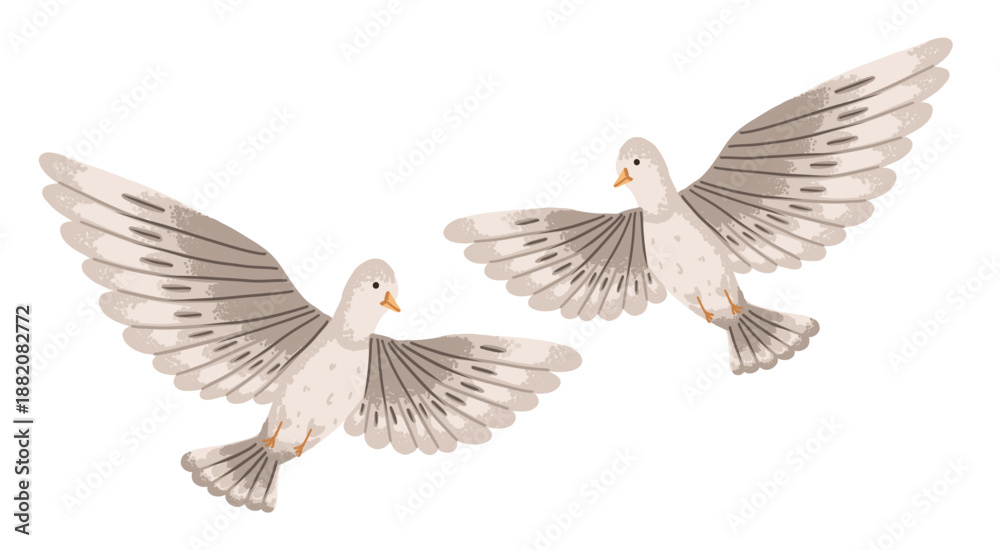 Obraz premium Dove couple in white color flying with open wings