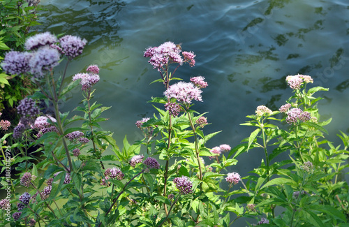 Photos It blooms in nature hemp agrimony (Eupatorium cannabinum)