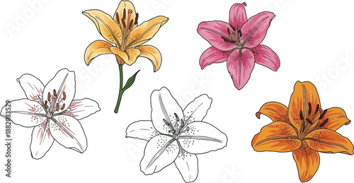 Collection of beautifully drawn assorted lily flower blossoms featuring pink yellow orange and white varieties with detailed stamen and petal illustrations