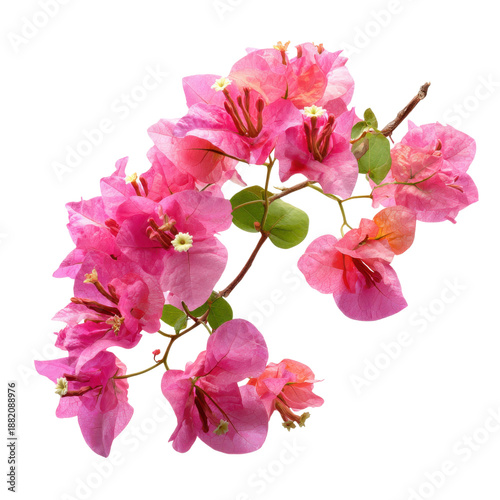 A vibrant pink bougainvillea flower branch isolated on black background