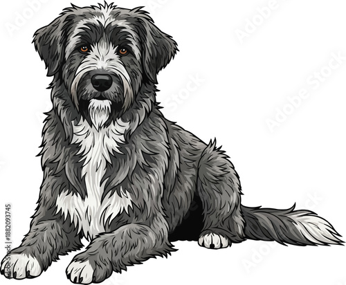 Pyrenean Sheepdog lying down relaxed facing front