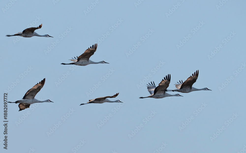 Obraz premium The flock of whooping cranes (Grus americana), an endangered crane species, in flight on the blue sky background