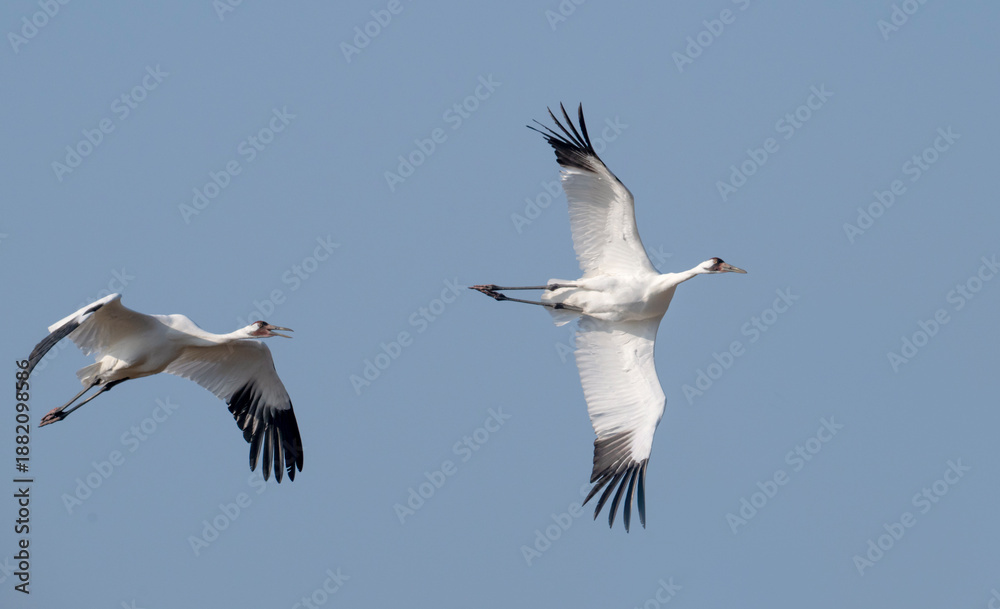 Obraz premium The couple of whooping cranes (Grus americana), an endangered crane species, in flight on the blue sky background