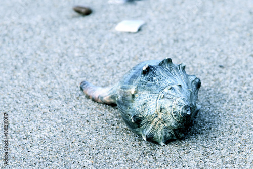 Close-up of a single Whelk seashell resting on coarse beach sand. Natural marine texture with soft lighting and muted tones. Ideal for coastal themes, summer concepts, and nature backgrounds.