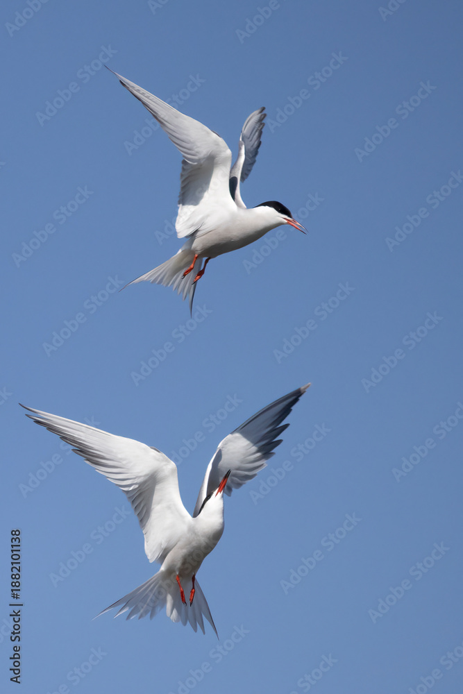 Obraz premium Common terns