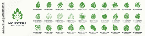 Set of tropical leaves. silhouette monstera leaf illustration. Symmetrical composition concept design elements.