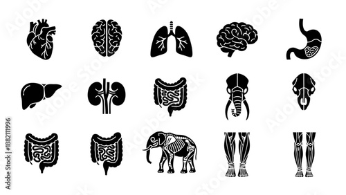 A clean and professional set of 15 black minimalist icons illustrating elephant anatomy and wildlife animal organs, arranged in a neat grid layout.