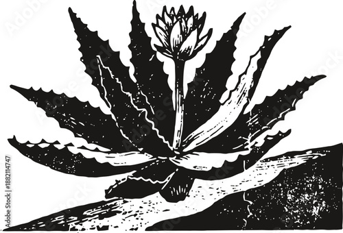 Agave plant illustration with spiky leaves and flower on white background, botanical design