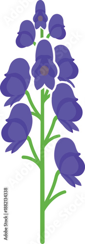 Vector Illustration of Blue Monkshood Flower, Aconitum Napellus, Isolated on White Background
