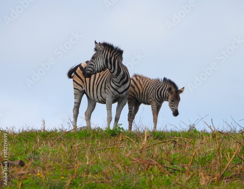 Zebra mother and foal in the wilds of South Africa. 