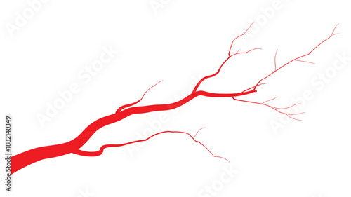 Red branching vascular system on keywords: white background abstract medical artery vein vessel circulation