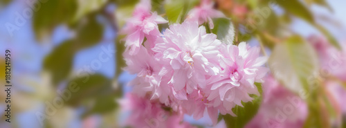 Soft pink cherry blossoms glow in spring sunlight. Flowering trees with pink ...