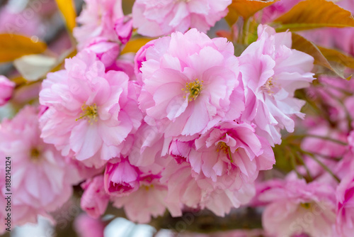Flowering trees with pink flowers. Soft pink blossom flowers in full bloom wi...