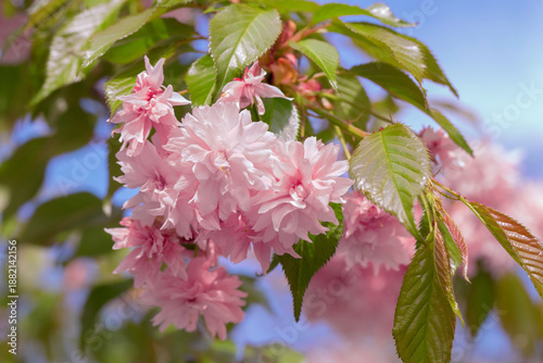 Flowering trees with pink flowers. Soft pink blossom flowers in full bloom wi...