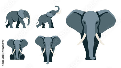 Vector character design set of a grey African elephant in various poses including walking sitting and a close up head shot.