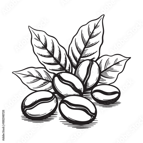  Hand-drawn coffee beans and leaves vector illustration for cafe and packaging design sketch line art.