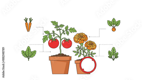 Companion planting diagram showing tomato plant growing in pot next to marigolds to repel pests.