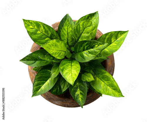 Green variegated houseplant with lush leaves in a rustic brown clay pot, captured from a top-down perspective showing its beautiful foliage and natural texture