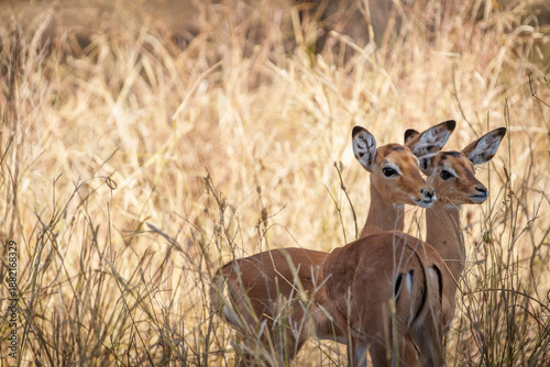 Wallpaper Mural Pair of  Kirk's dik-dik (Madoqua kirkii) blending in to the long dry grass in Tarangire National Park savannah. Torontodigital.ca