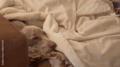 Sleepy weimaraner dog snuggles under the blankets to stay warm on the couch at home.  Family pet getting comfortable to take a nap under a white blanket, with just his head sticking out.