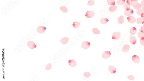 Pink cherry blossom petals falling on white background delicate floral pattern