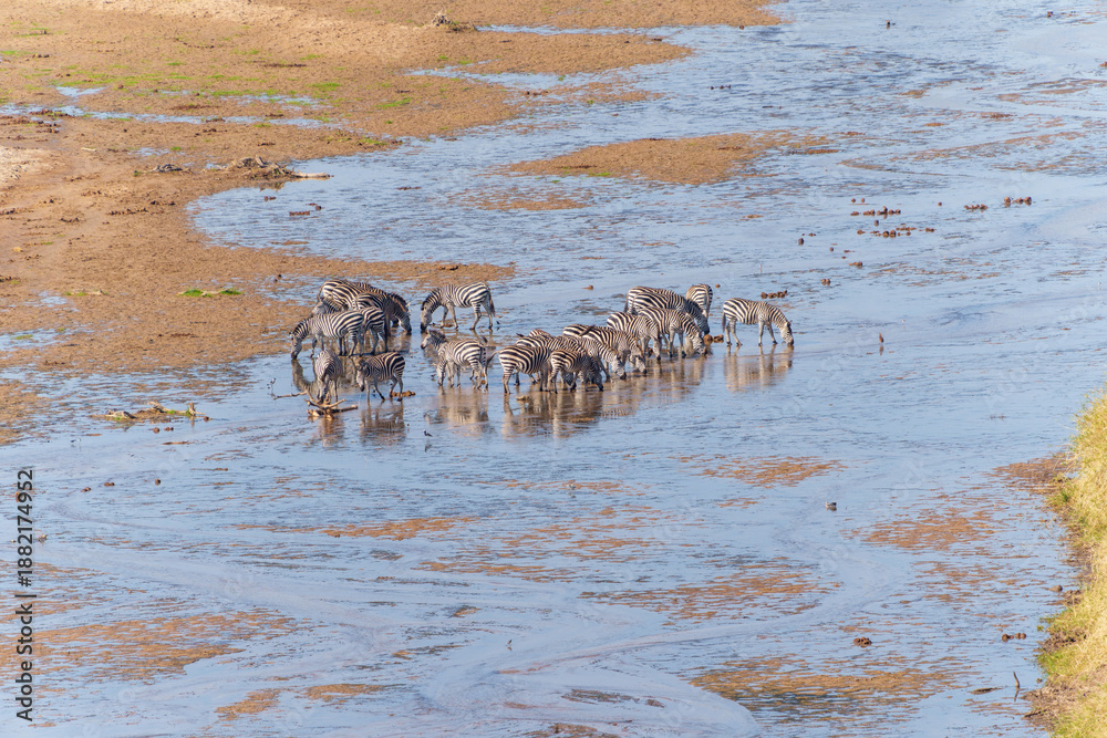 Obraz premium Tarangire River a water source for much life in the National Park in dry season becomes a pattern of streams and river-lets attracts animals, from above Grant's zebra (Equus quagga boehmi) 