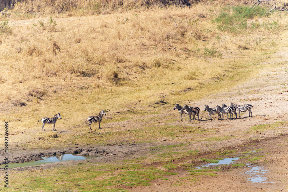 Obraz premium Aerial of Grant's zebra (Equus quagga boehmi) near puddles in savannah.
