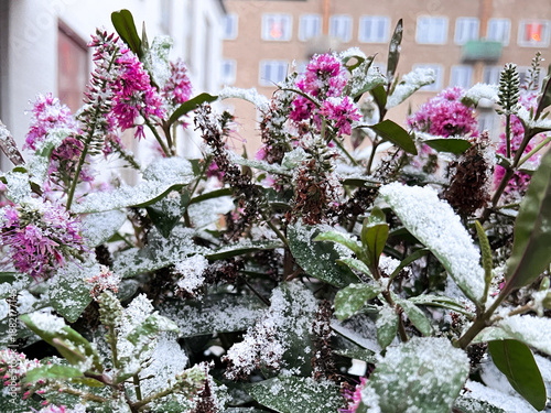 Snow-Covered Showy Hebe Flowers After Late Frost