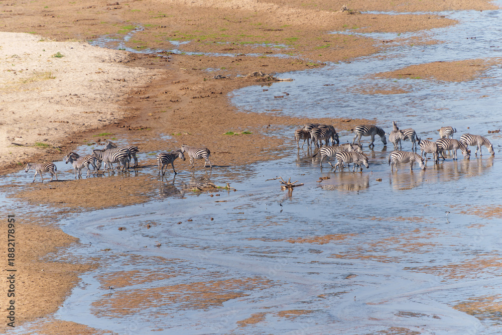 Fototapeta premium Tarangire River a water source for much life in the National Park in dry season becomes a pattern of streams attracts animals, from above zebra (Equus quagga boehmi) below crossing shallow river.