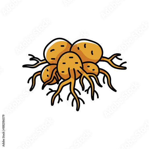 Cluster of yellow-brown tubers with roots, set against a white background, ideal for botanical studies