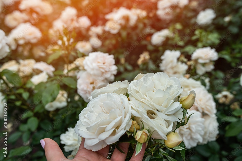 Naklejka premium Elegant white roses in a woman's hand with soft sunlight in a lush green garden background