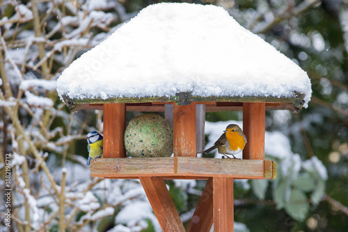Foto a blue tit and a robin redbreast in winter at a bird feeder with a snow-covered
