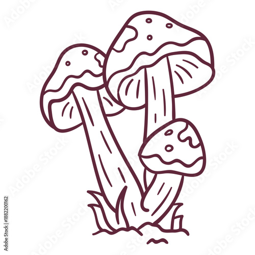 Mushroom amanita caesarea stroke