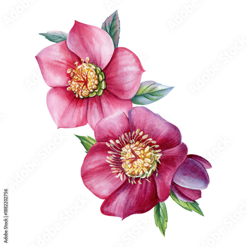 Hellebore pink burgundy blooms watercolor floral duo with green leaves isolated on white background for winter spring decor