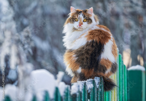 a cute tricolor fluffy cat sits on a fence in a winter garden in the village ...