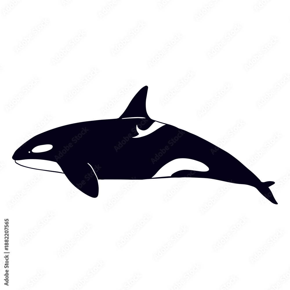 Fototapeta premium Swimming killer whale filled-stroke