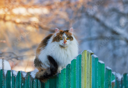 a cute tricolor fluffy cat sits on a fence in a winter garden in the village ...
