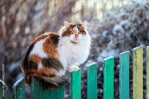 cute tricolor fluffy cat sitting on a fence in a winter sunny garden in the v...