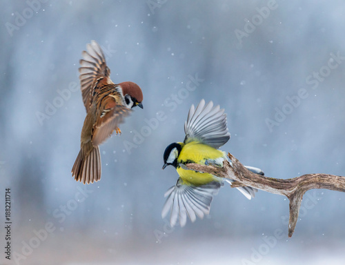 Two birds, a sparrow and a tit, are sitting in a winter park under the snow.