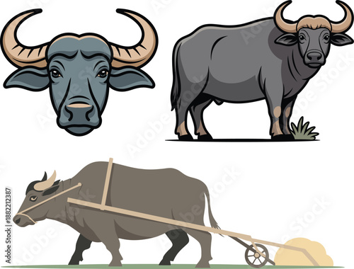 Carabao water buffalo closeup with large horns and calm expression