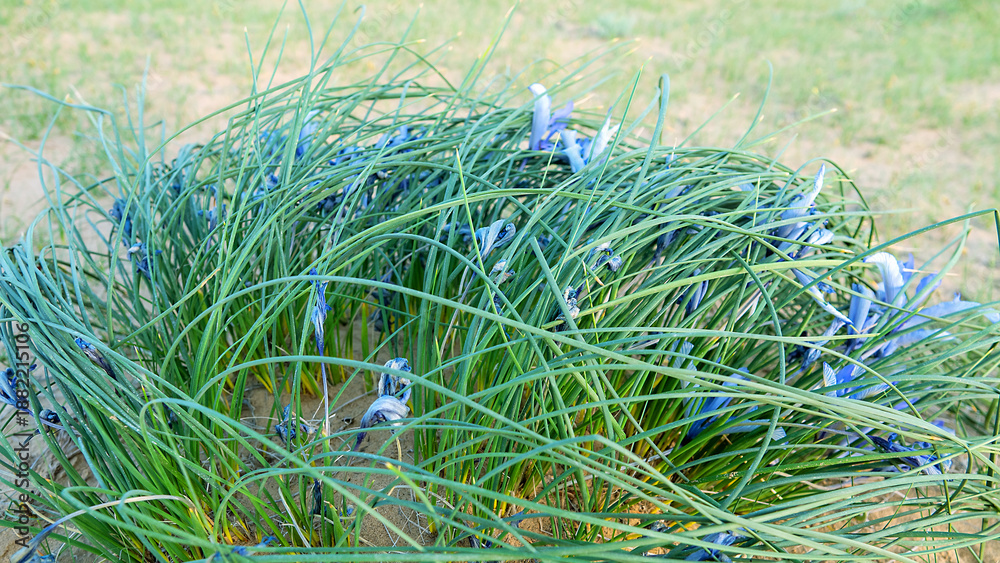 Fototapeta premium Desert Iris (iris tenuiflia). Areg. Spring in the White Desert (Akkum), where the Aral Sea once stood. Carex arenaria around