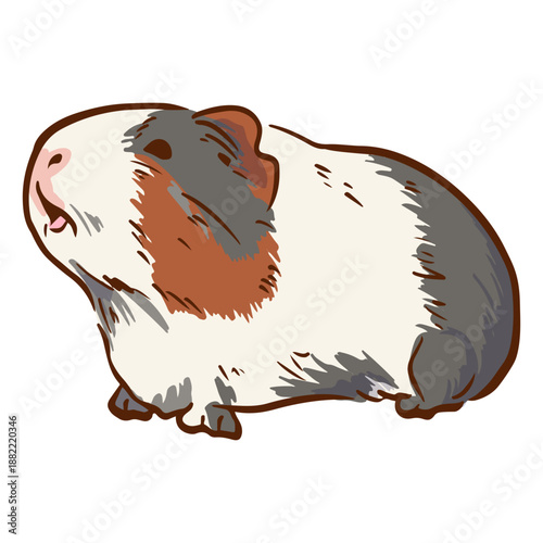 Side guinea pig illustration