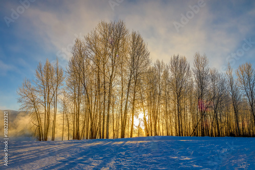 Wallpaper Mural a foggy sunrise in a winter forest Torontodigital.ca