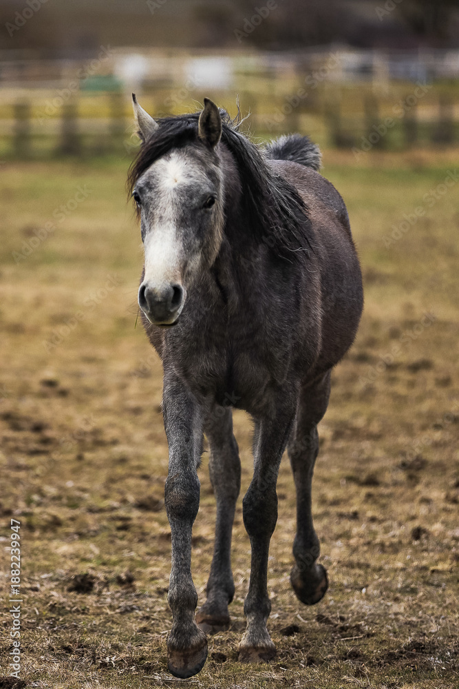 Obraz premium Detailed portrait of a beautiful horse with a light mane against a blurred rural landscape. Atmospheric lighting during golden hour highlights the animal's noble features. Ideal for equestrian themes
