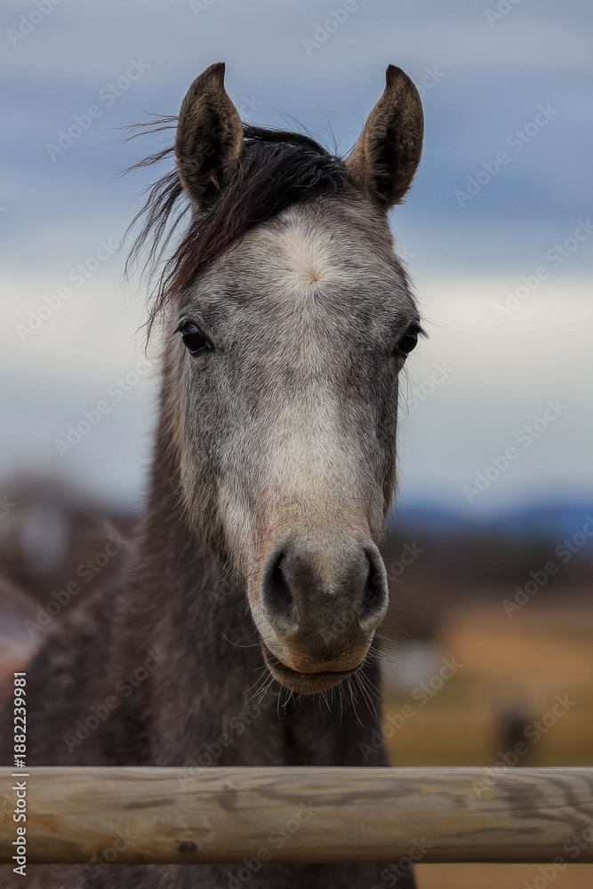 Obraz premium Detailed portrait of a beautiful horse with a light mane against a blurred rural landscape. Atmospheric lighting during golden hour highlights the animal's noble features. Ideal for equestrian themes,