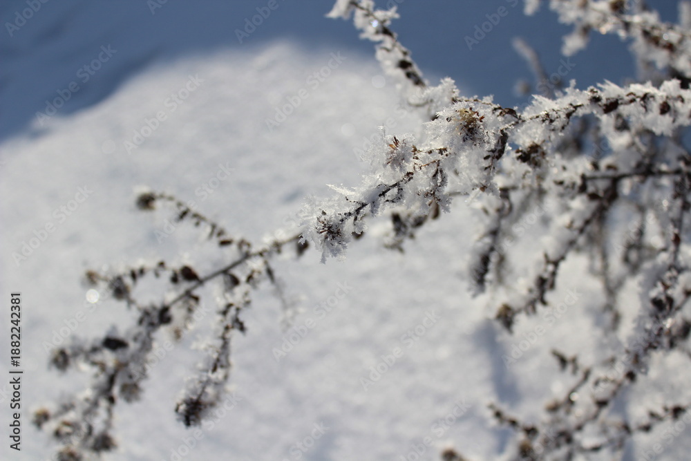 Obraz premium Snow and rime ice on the branches of bushes. Beautiful winter background with trees covered with hoarfrost. Plants in the park are covered with hoar frost. Cold snowy weather. Cool frosting texture.