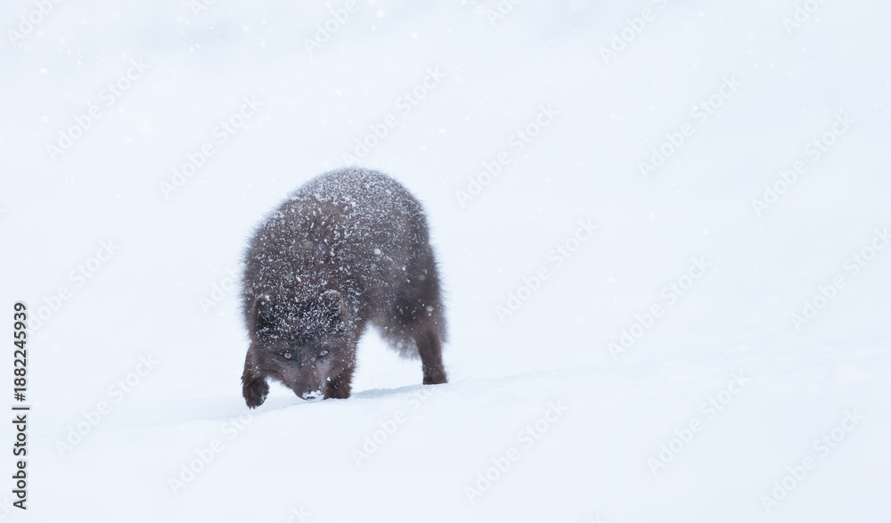 Fototapeta premium Blue morph Arctic fox walking in a snowy white winter landscape